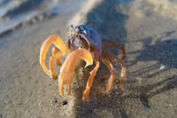 Army crab i solnedgang